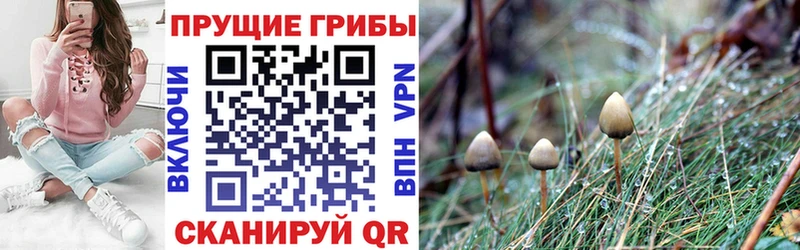 Псилоцибиновые грибы Cubensis  Купить  Шарья 